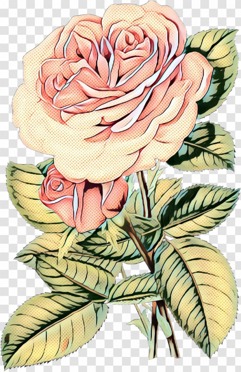 Pop Art Retro Vintage - Garden Roses - Camellia Rose Order Transparent PNG