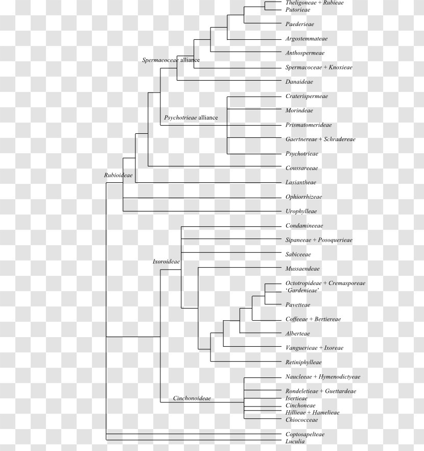 Phylogenetic Tree Phylogenetics Cladogram Fusarium Solani - Drawing Transparent PNG