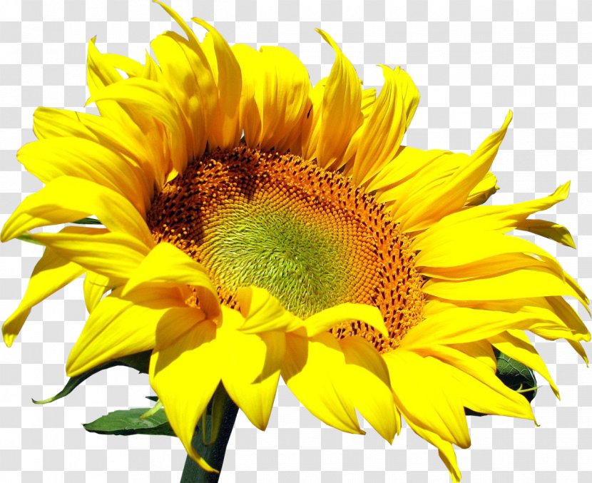 Common Sunflower Clip Art - Image File Formats Transparent PNG