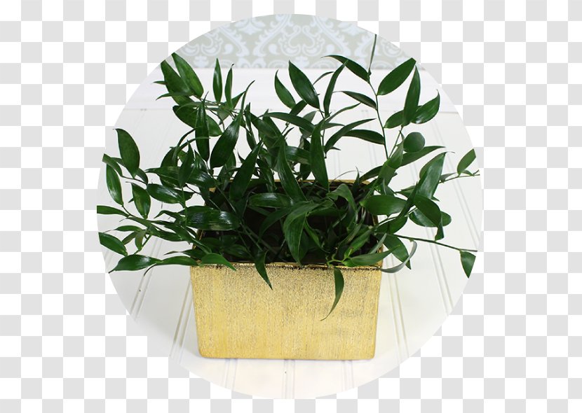 Leaf Flowerpot Herb - Plant Transparent PNG