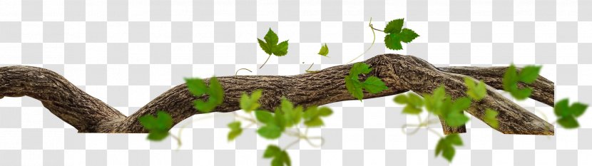 Tree Branch Leaf Twig - Branches Leafy Trees Transparent PNG