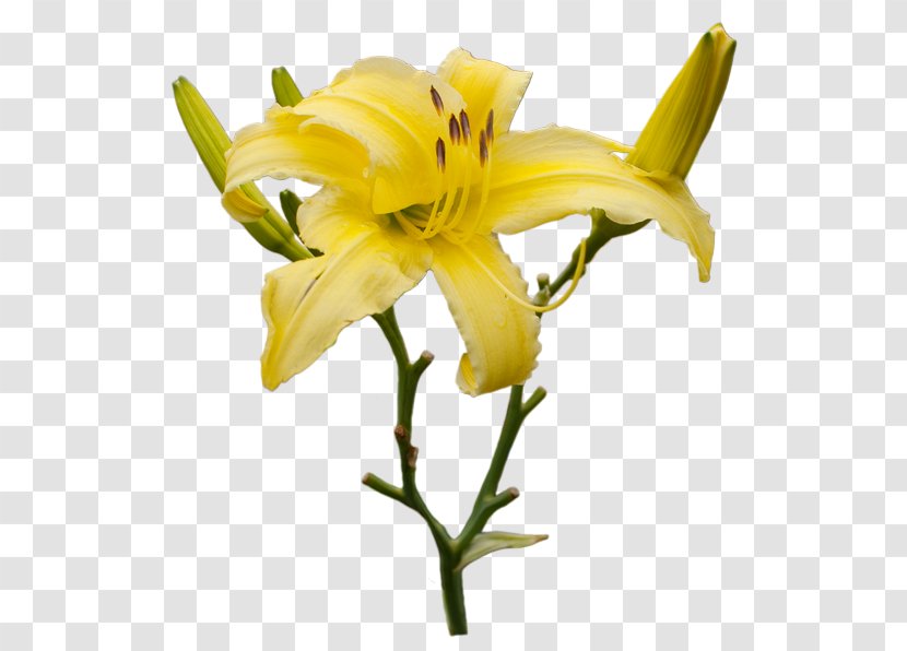 Cut Flowers Plant Stem Petal Daylily - Amaryllis Transparent PNG