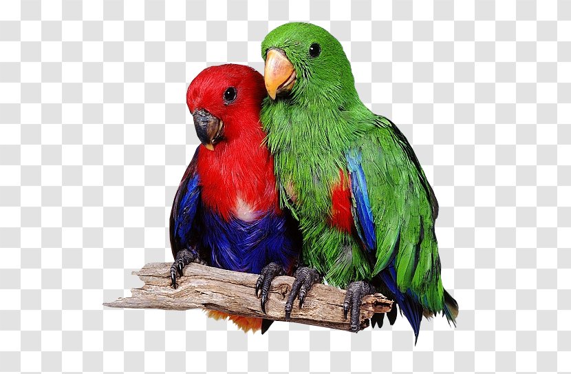 Lovebird Eclectus Parrot Loriini - Organism Transparent PNG