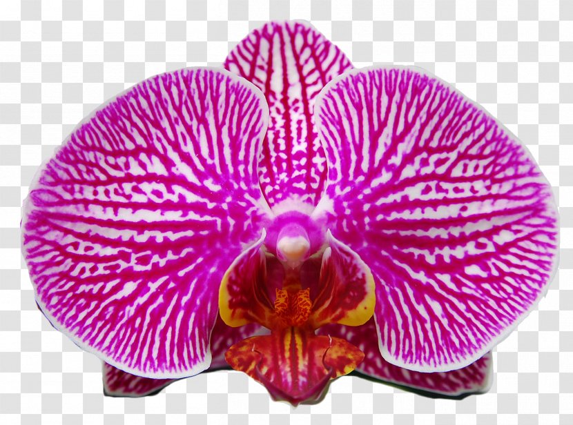 Moth Orchids Pink M - Orchid Transparent PNG