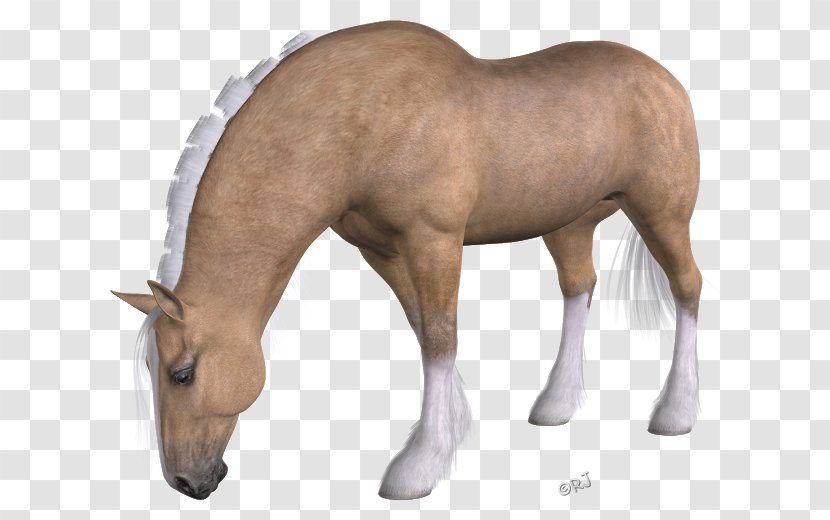 Mane Mustang Foal Mare Stallion Transparent PNG