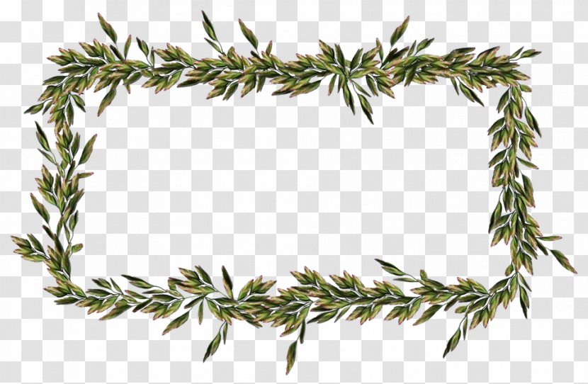 Family Tree Background - Shortstraw Pine - Lodgepole Cypress Transparent PNG