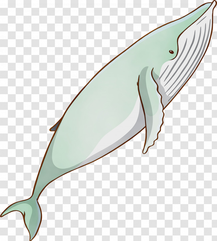 Fin Bottlenose Dolphin Cetacea Dolphin Blue Whale Transparent PNG