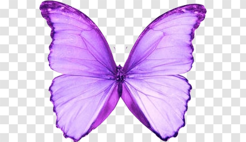 Butterfly Morpho Menelaus Peleides Apatura Iris Blue - Greta Oto Transparent PNG