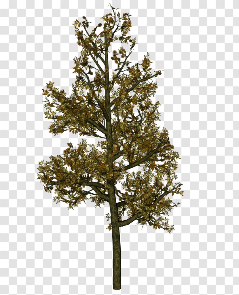 Tree Woody Plant Shrub Larch - Conifers - Autumn Transparent PNG