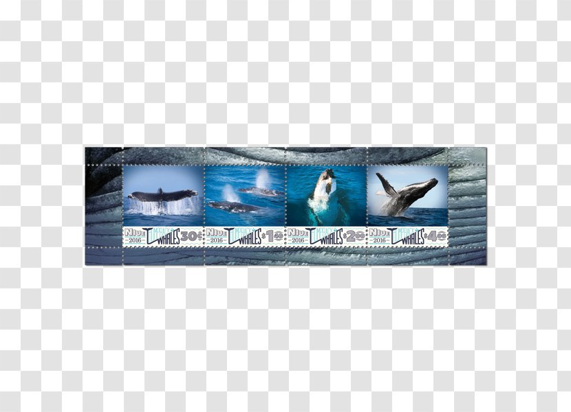 Advertising Marine Mammal - Humpback Whale Transparent PNG