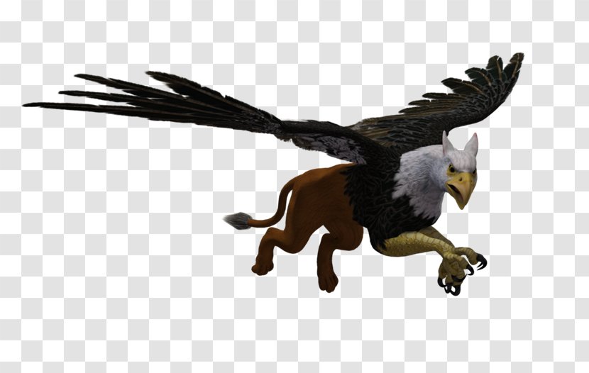 Bird Bald Eagle Animal PhotoScape - Rendering - Griffin Transparent PNG