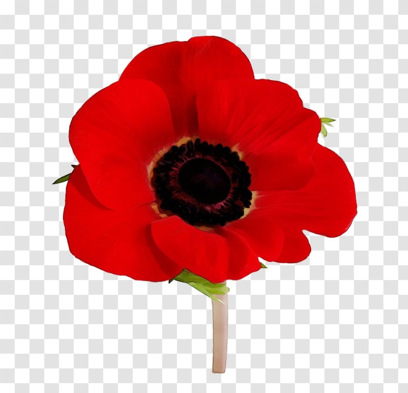 Flower Red Plant Petal Poppy - Anemone Cut Flowers Transparent PNG