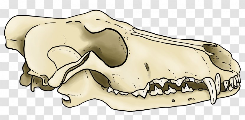 Cattle Skull Carnivores Line Art Animal - Nose - Symbol Transparent PNG