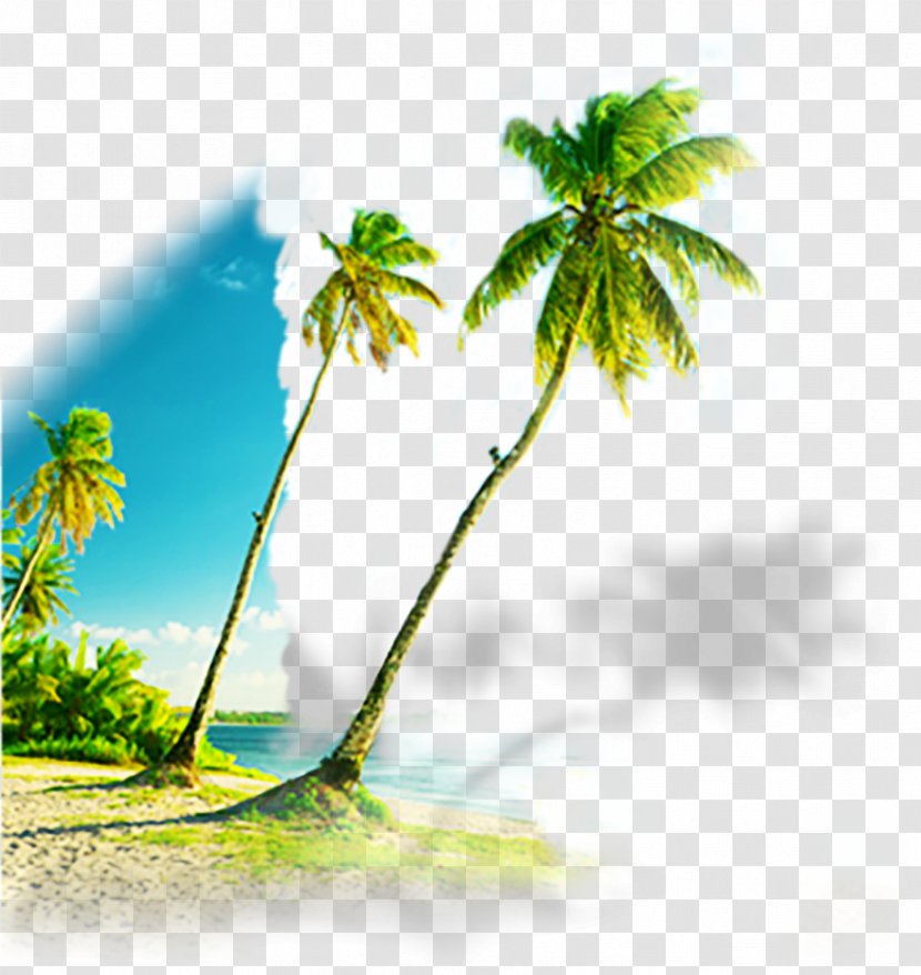 Coconut Stock Photography - Great Blue Palm Beach Creative Transparent PNG