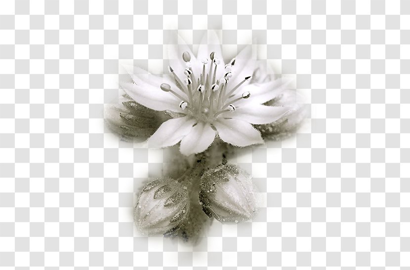 Breakfast .de Blog - Petal - Fleur Blanche Transparent PNG