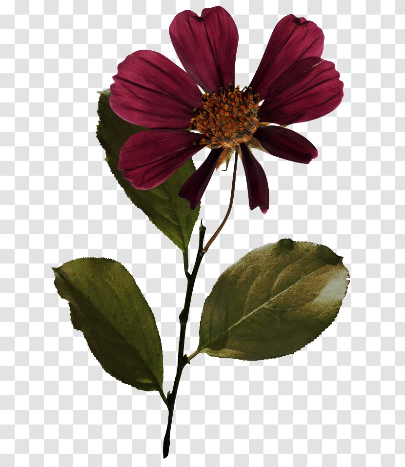Flower Petal Color Red Transparent PNG