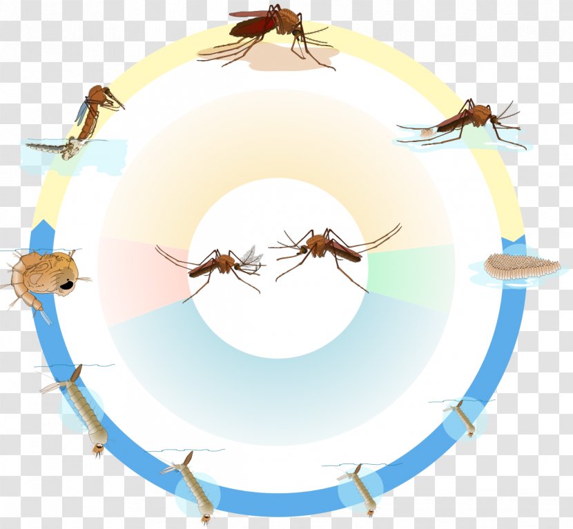 Biological Life Cycle Culex Pupa Larva Marsh Mosquitoes - Vector - Mosquito Transparent PNG