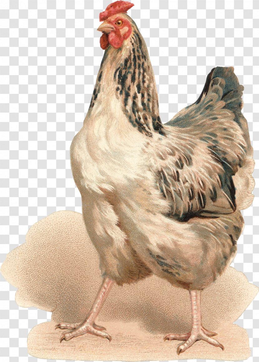 Rooster Chicken Hen Bokmärke Fairy Tale - Bird Transparent PNG