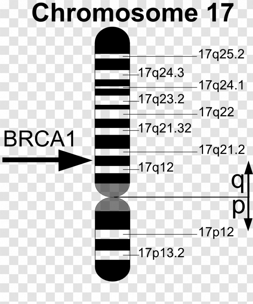 BRCA1 BRCA Mutation Gene BRCA2 - Disease - Brand Transparent PNG