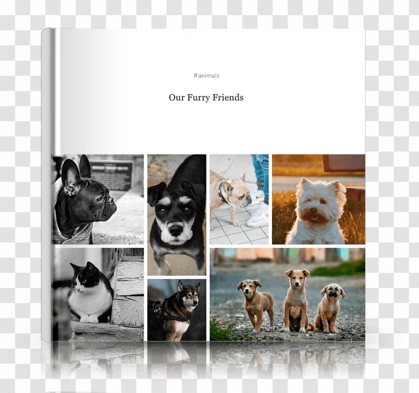 Kitten Photo-book Travel Hardcover Book Cover - Dog Like Mammal Transparent PNG