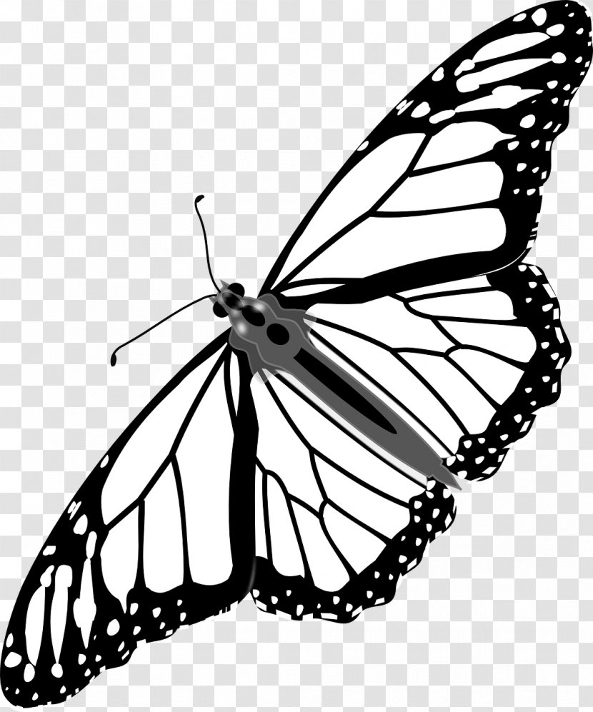 Monarch Butterfly Clip Art Drawing Line - Pieridae Transparent PNG