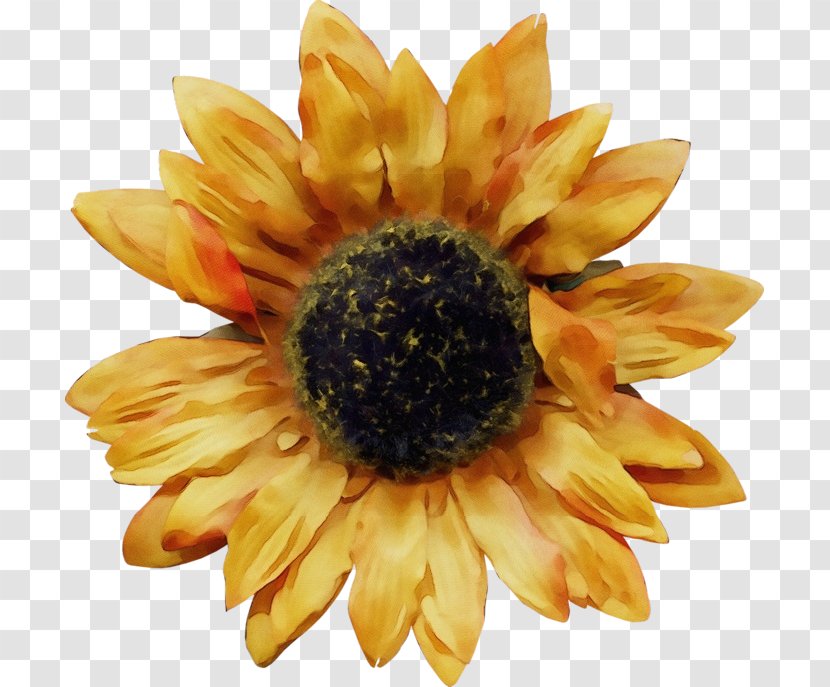 Sunflower - Flowering Plant - Pollen Transparent PNG