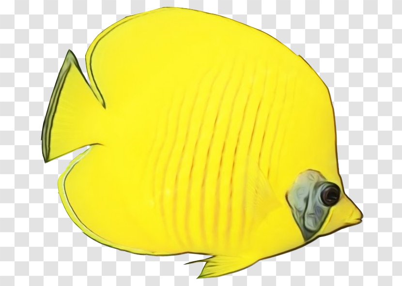 Watercolor Cartoon - Beak - Holacanthus Butterflyfish Transparent PNG