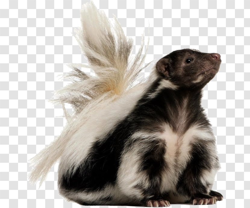 Skunk - Fur - Animal World Transparent PNG