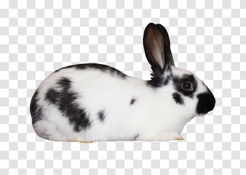 Domestic Rabbit White European Leporids Black And - Rabits Hares - Spotted Transparent PNG