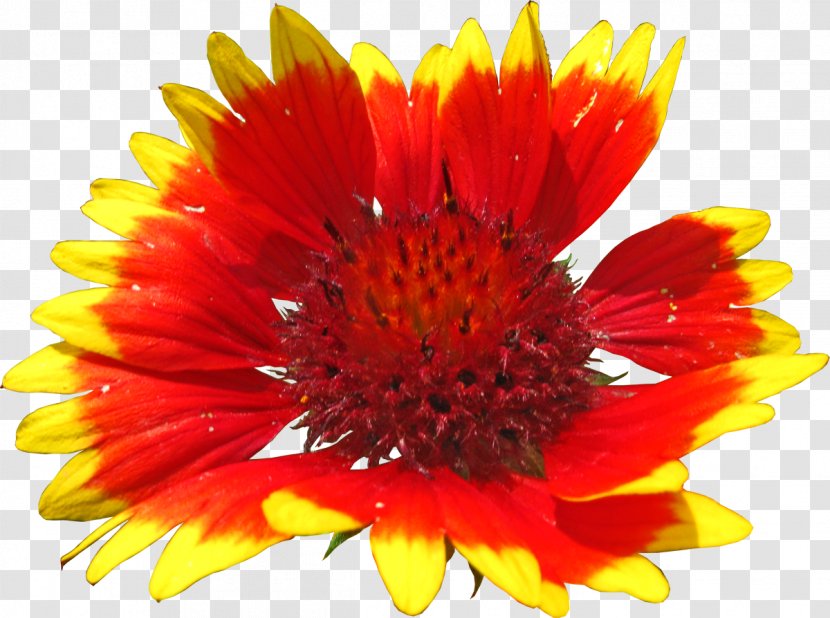 Blanket Flowers Art - Chrysanths - Colorful Flower Transparent PNG