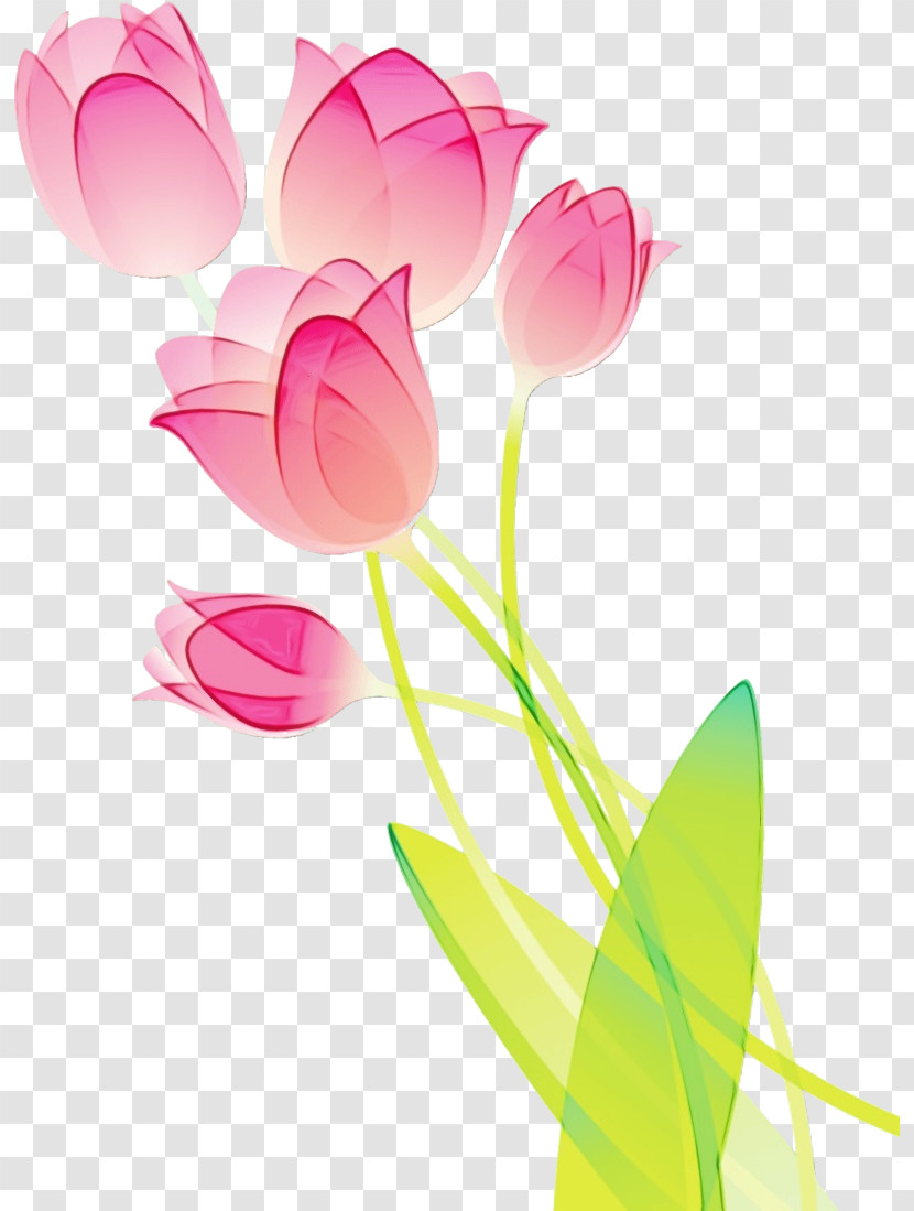 Pink Flower Petal Tulip Plant Transparent PNG