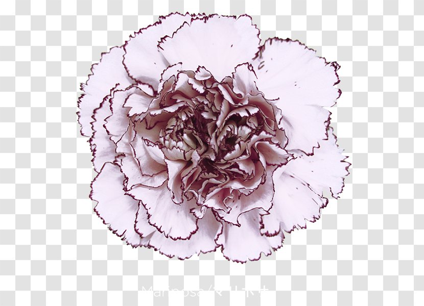 Cabbage Rose Carnation Cut Flowers Petal - Peony - Flower Transparent PNG