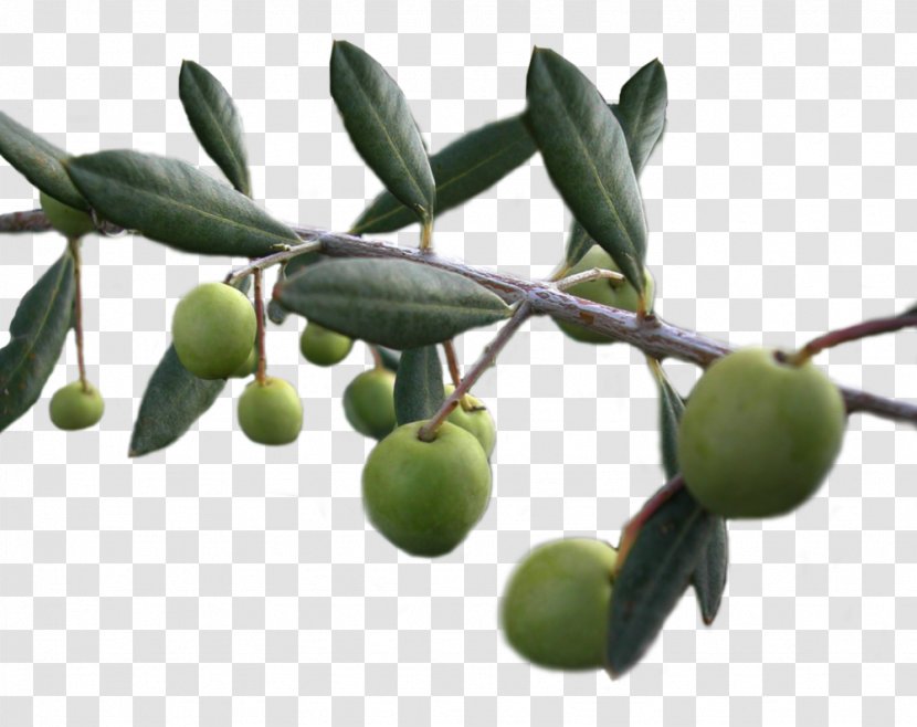 Olive Oil Food Garden - Background Olives Transparent Transparent PNG