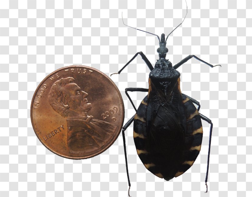 Kissing Bugs Insect True Chagas Disease Triatoma Dimidiata Transparent PNG