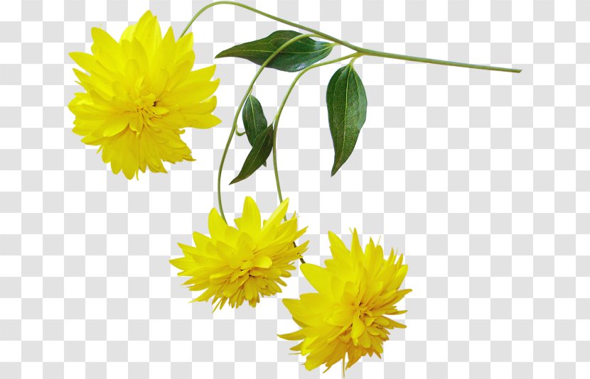 Yellow Chrysanthemum Flower Transparent PNG