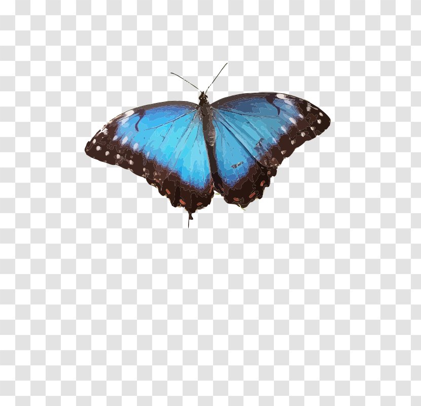 Brush-footed Butterflies Butterfly Common Blue Morpho Insect - Ornithoptera Priamus Transparent PNG