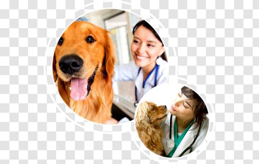 Golden Retriever Puppy Dog Breed Veterinary Medicine Companion Transparent PNG