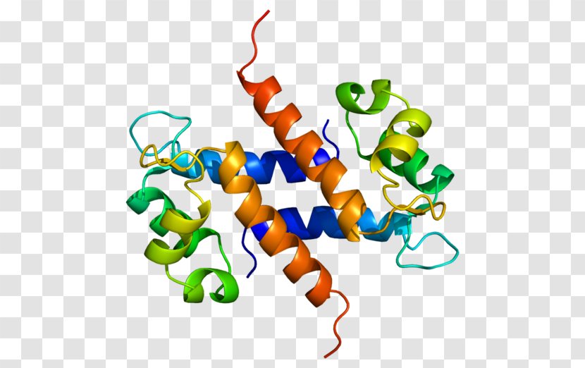 S100A8 Calcium-binding Protein S100A9 S100 - Calciumbinding - Rage Transparent PNG