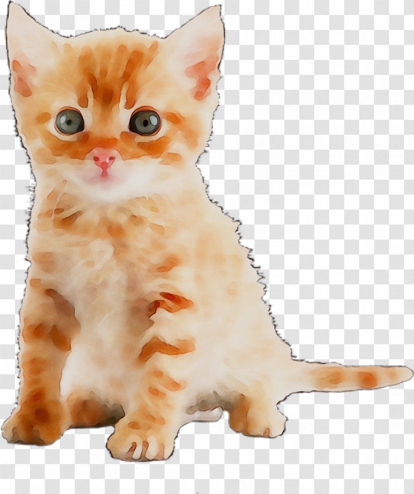 Cat Kitten Desktop Wallpaper Image - Domestic Shorthaired - Aegean Transparent PNG