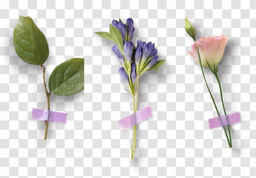Petal Flower Purple - Plant Stem - Three Bouquet Of Flowers Transparent PNG