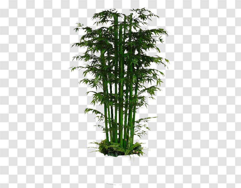 Lucky Bamboo Bambusa Multiplex Plant - Green Image Transparent PNG