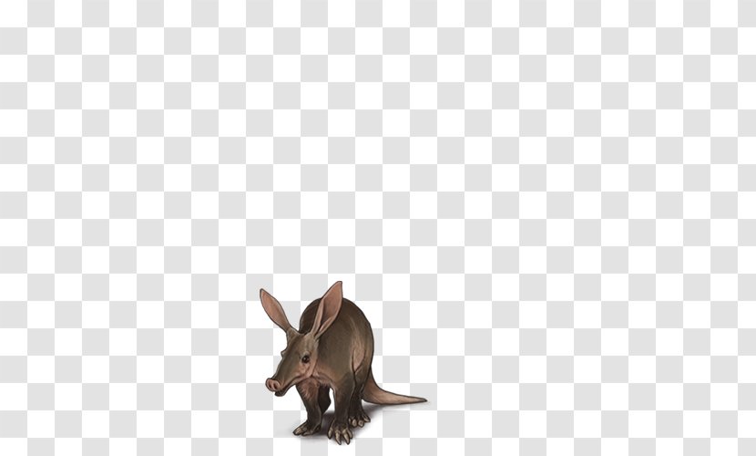Domestic Rabbit Rat Macropods Fauna Rabbit, Inc. - Hare Transparent PNG