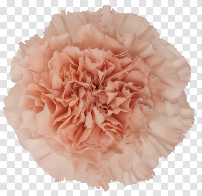 Carnation Pink Cut Flowers Rose - Burgundy - Mother 's Day Carnations Transparent PNG