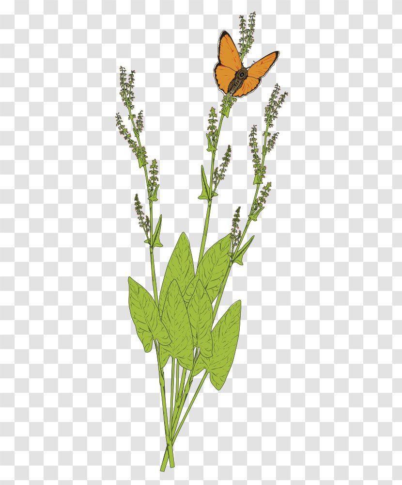 Monarch Butterfly Papillon Dog Brush-footed Butterflies Clip Art - And Moths - La Purisima Small Blue Transparent PNG