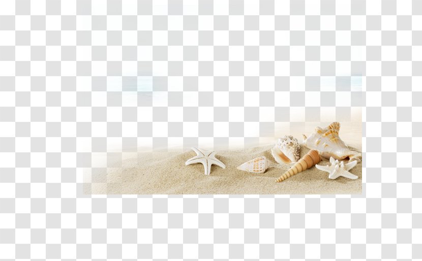 Beach Sunscreen Villa Seashell - Guest House - Conch Shell Transparent PNG