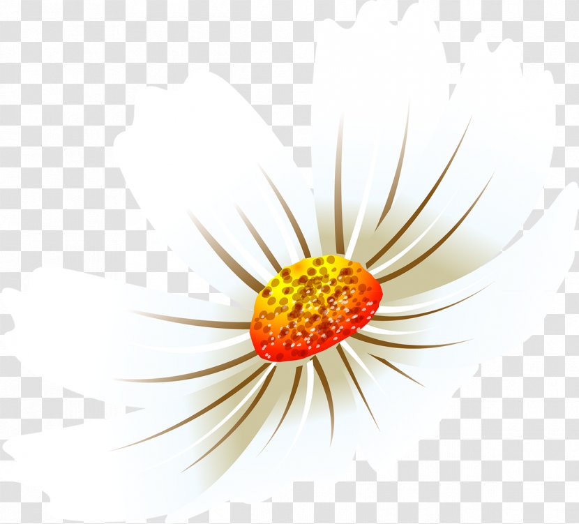 Daisy Family Flower Petal Desktop Wallpaper Common - Plant - Cosmos Transparent PNG