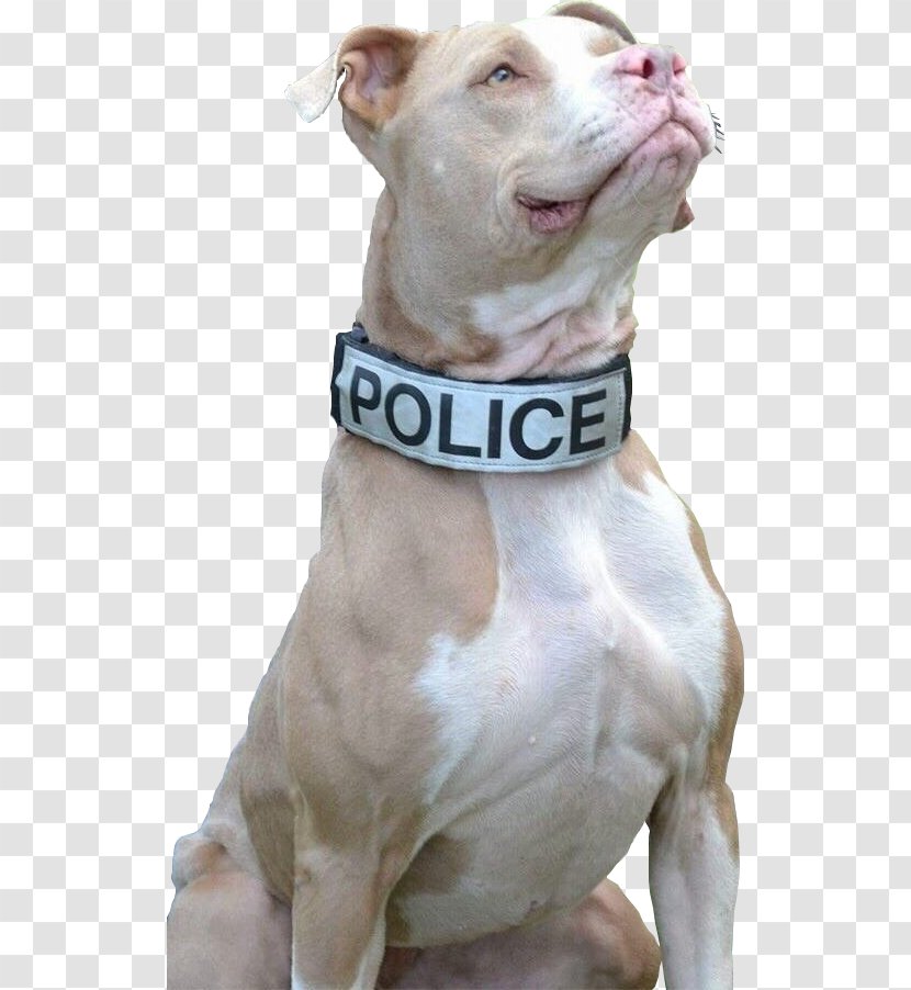American Pit Bull Terrier New York City Puppy Police Dog - Snout Transparent PNG