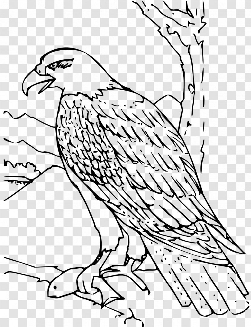 Bald Eagle Bird Coloring Book Harpy - Black And White - Colouring Transparent PNG