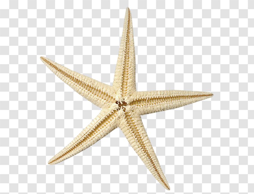 Starfish Brown Clip Art - Search Engine - Beautiful Transparent PNG