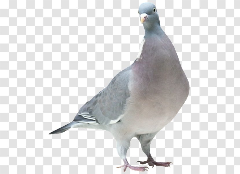 Stock Dove Columbidae Domestic Pigeon Bird - Feather Transparent PNG